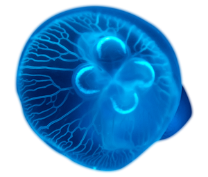 300x256-jellyfish.png