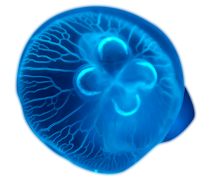 300×256-jellyfish.png 300x256-jellyfish.png